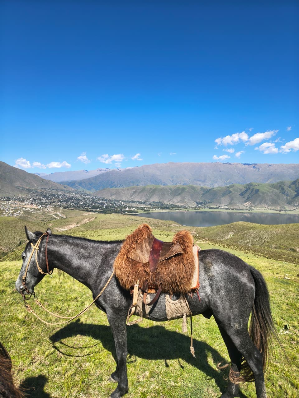 Caballo criollo ensillado con recado tradicional, listo para la cabalgata